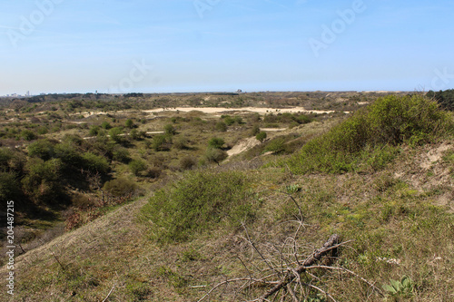 Dunes landscape, national park kennemerland zuid in the Netherlands, during spring