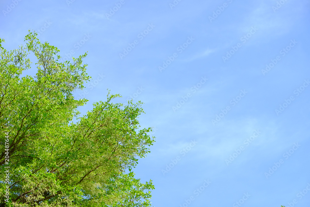 A green tree with a blue sky background and some clouds. A green tree with a blue sky background and some clouds.