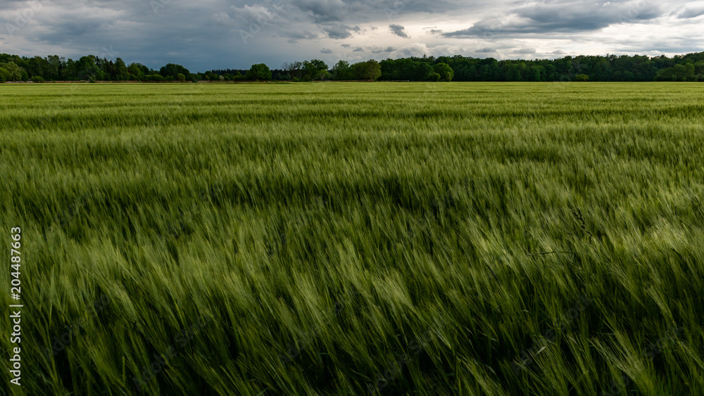 Fototapeta premium Field of Barley Swaying in the Wind