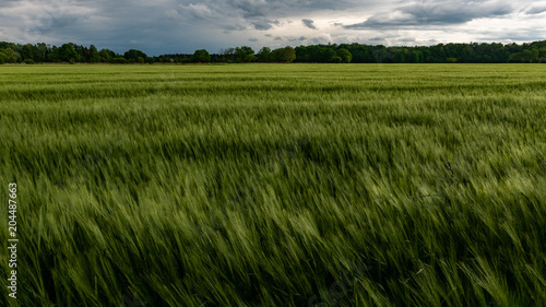 Field of Barley Swaying in the Wind