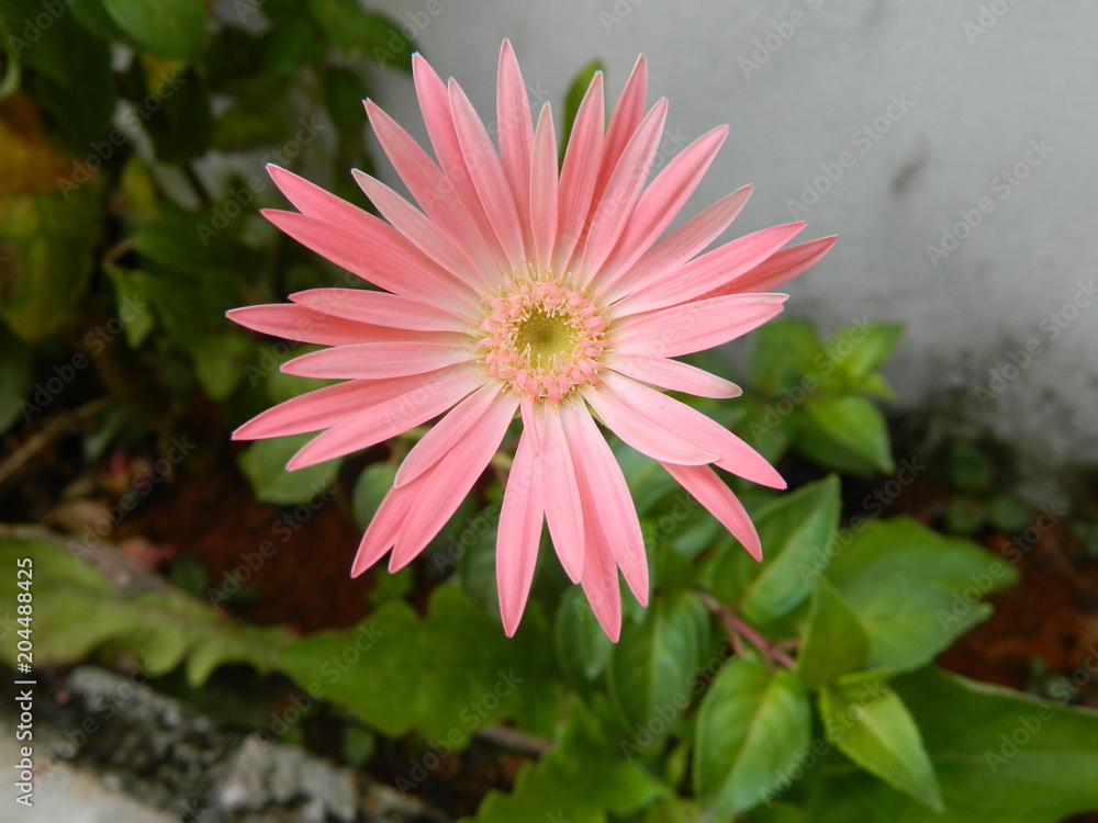 Obraz premium Real Flowers 