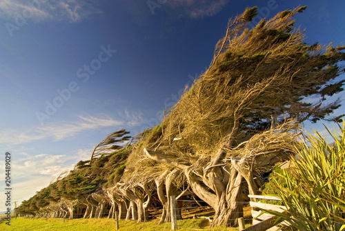 Slika na platnu Windswept coastal trees at Slope Point in New Zealands Catlins region
