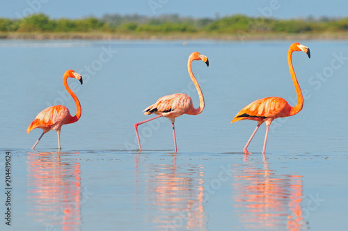 A row of American flamingos (Phoenicopterus ruber ruber American Flamingo) in the Rio Lagardos, Mexico.