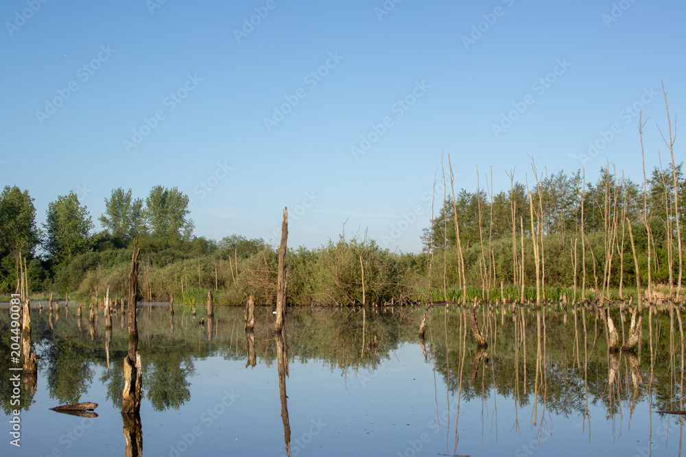 This forest has been set under water and is now a water landscape