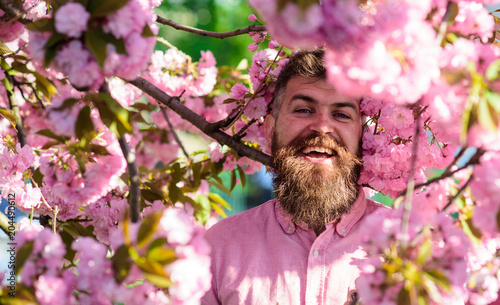 Bearded man with stylish haircut with sakura flowers on background. Man with beard and mustache on smiling face near flowers. Harmony with nature concept. Hipster in pink shirt near branch of sakura.