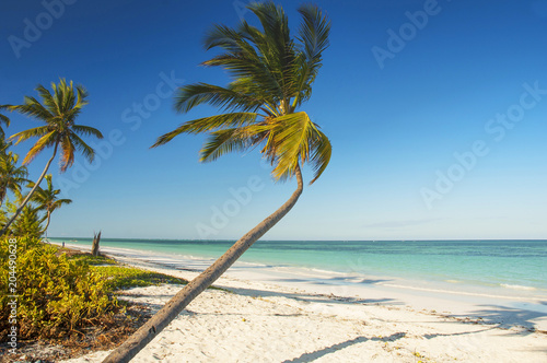 Fototapeta Naklejka Na Ścianę i Meble -  White sand tropical beach with palm trees on north west coast of Zanzibar island, Tanzania.