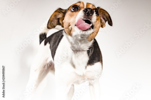 Hund streckt Zunge raus by Tierfoto-NRW.de