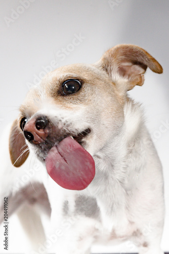 Hund streckt Zunge raus by Tierfoto-NRW.de – Stock-Foto | Adobe Stock
