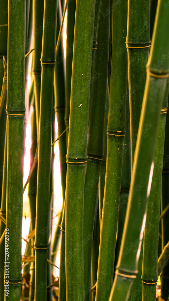 Fototapeta Bambus o zachodzie słońca