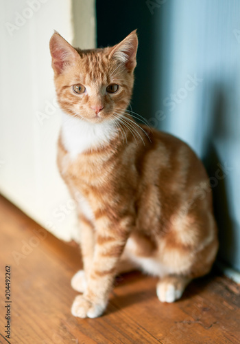Adorable small ginger kitten sitting against a blue wall and a white door looking off camera into the distance.