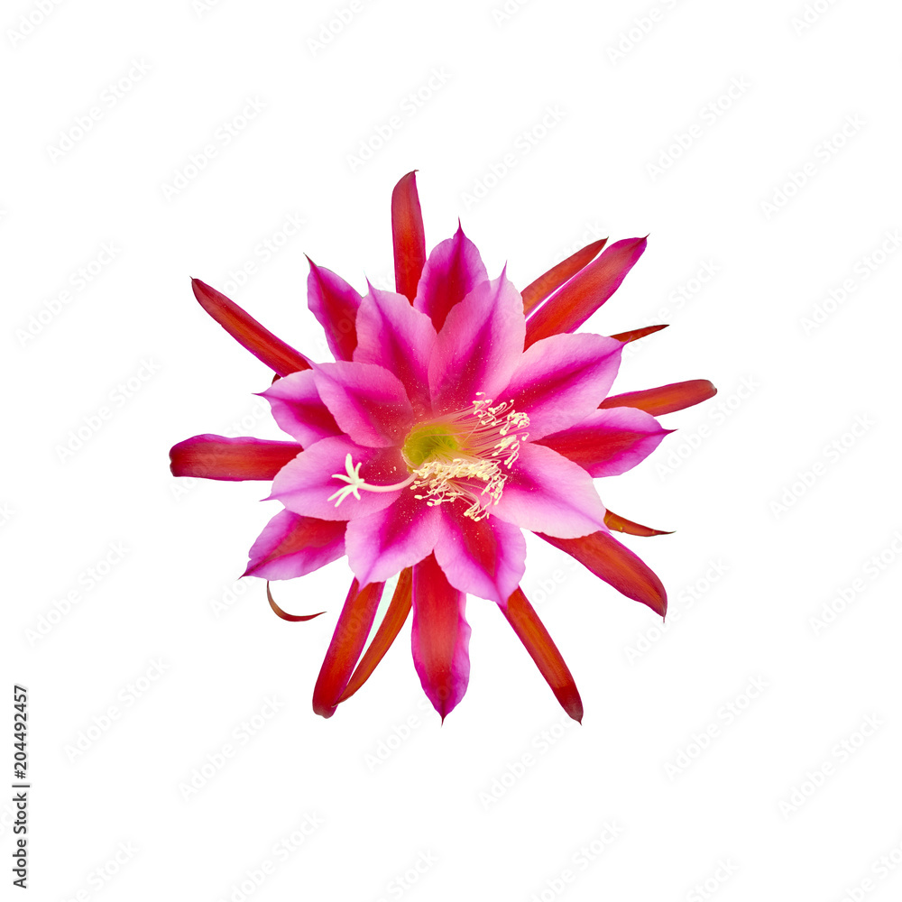 Cactus flower isolated on a white background