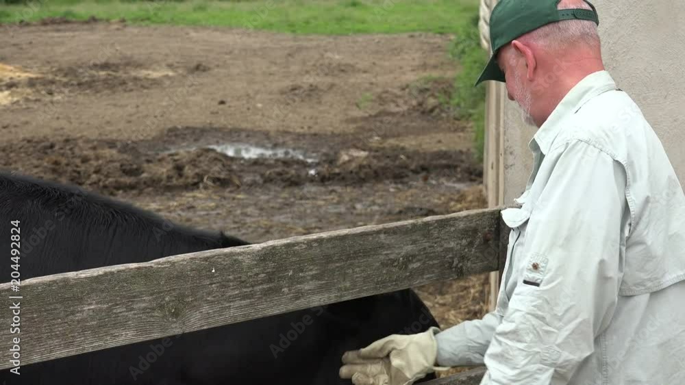 A farmer inspecting a cow A farmer inspecting a cow
