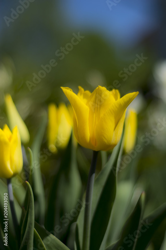 Yellow tulip