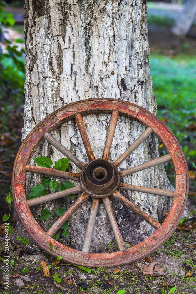 Old vintage wood wagon wheel leaning against on a tree