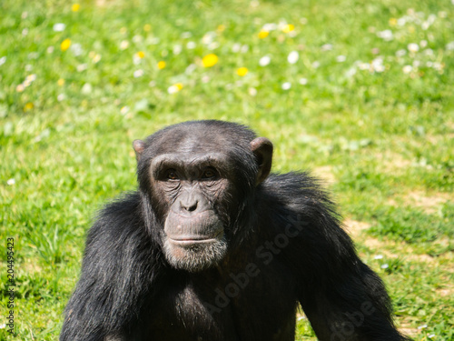 Chimpanzé à dos argneté © photoloulou91
