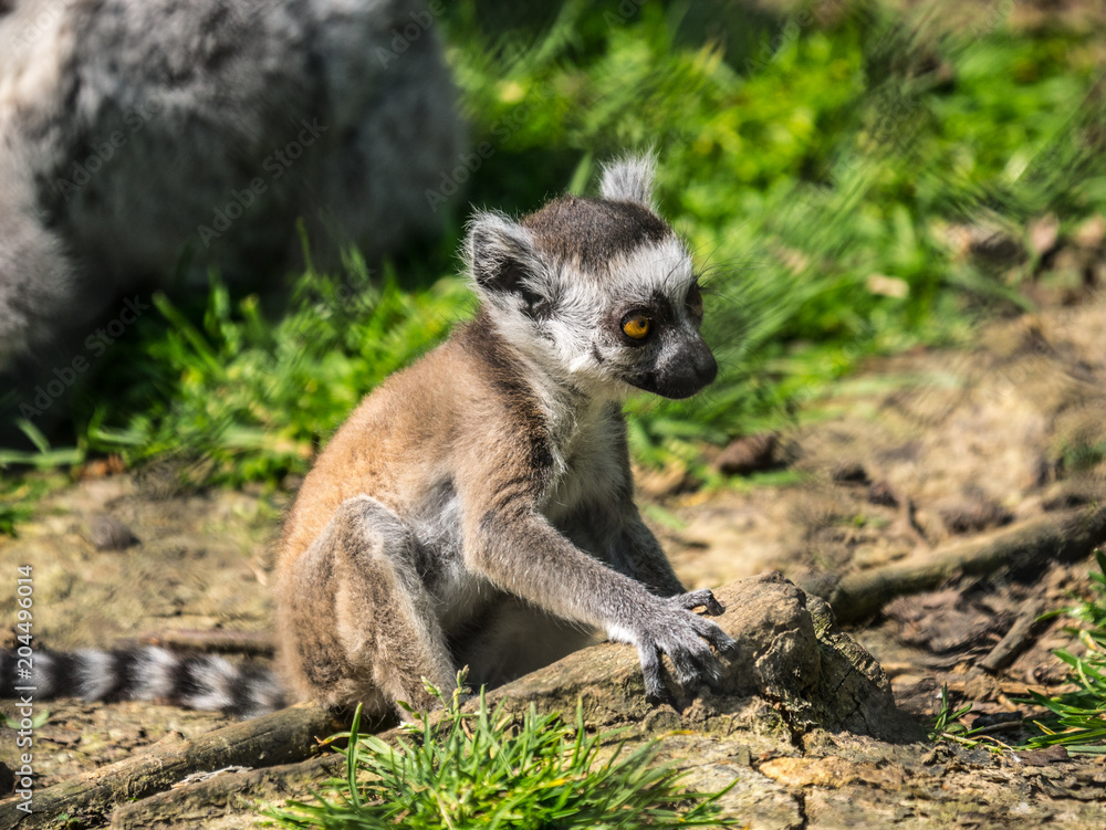 Obraz premium Maki Catta