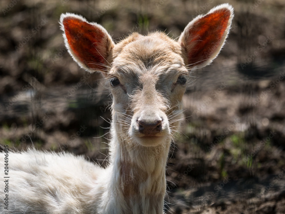 Fototapeta premium Cervidé