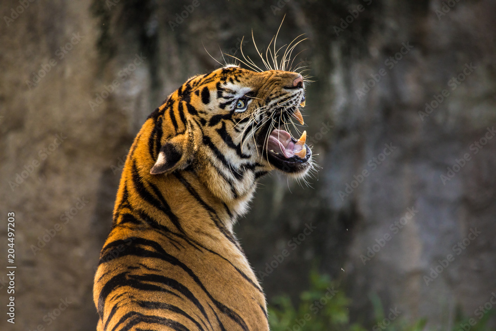Fototapeta premium Ryczący tygrys azjatycki zbliżenie