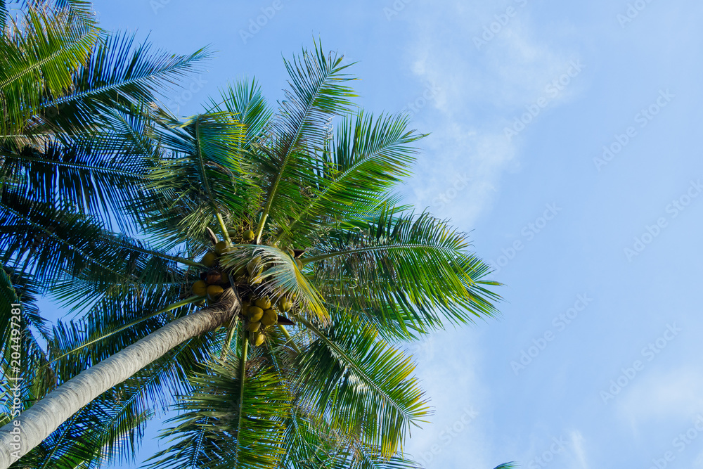  Holiday and vacation, palms tree, White clouds with blue sky 