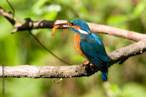 Obraz na plátně Alcedo atthis - Martin pescatore