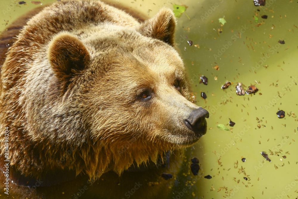 Obraz premium the gaze of the bear