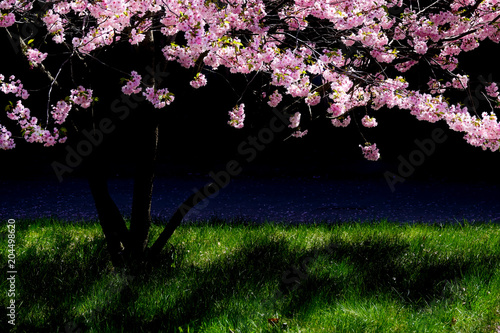 Cherry tree that bloom in s...