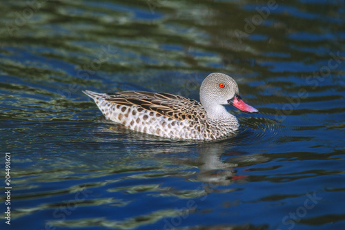 Anas capensis - Anatra del Capo photo