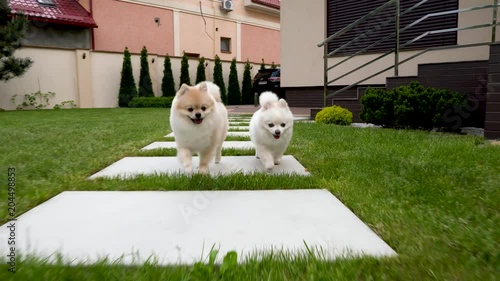 Two cute little pomeranian pet dogs are running on the backyard.