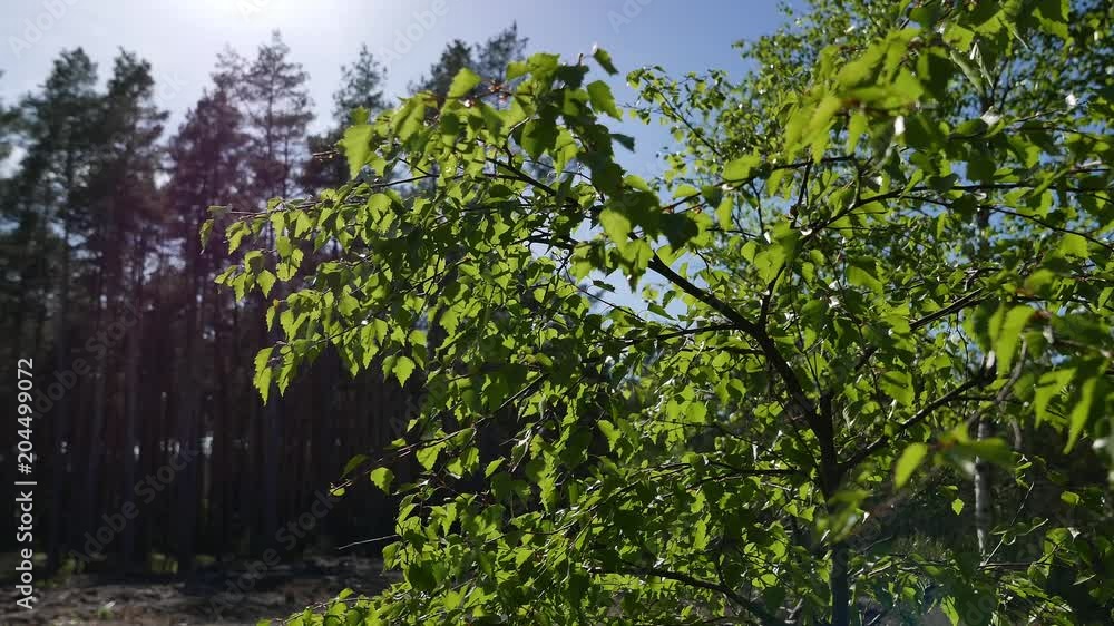 Young birch leaves are swaying in the wind. 4K video. Young birch leaves are swaying in the wind. 4K video.