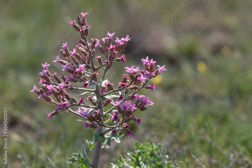 Flowering plant large-berry large-bodied (Megacarpaea megalocarpa) Flowering plant large-berry large-bodied (Megacarpaea megalocarpa)