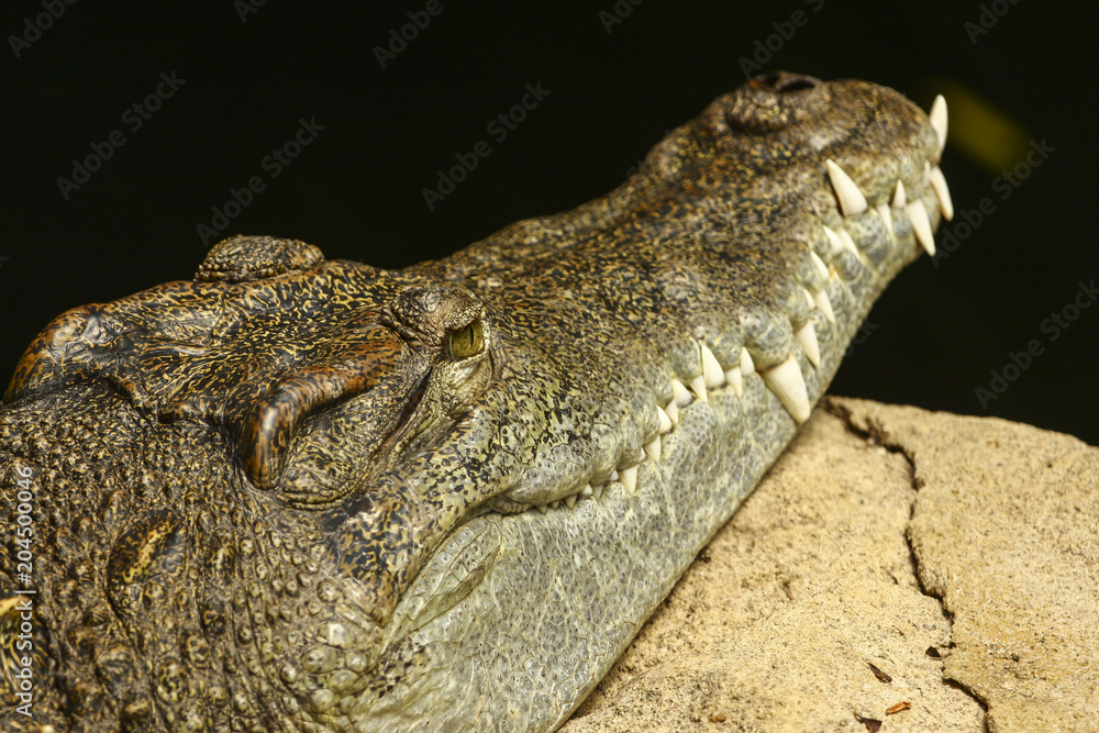 Fototapeta premium crocodile in the zoo