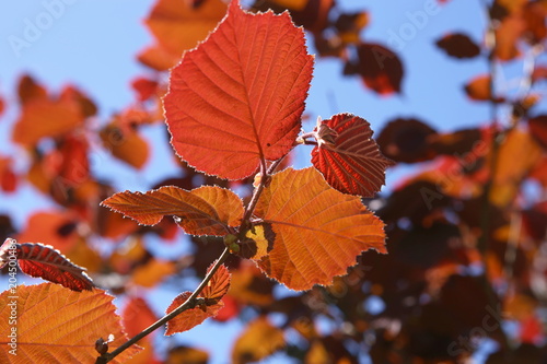 Red  leaves of decorative tree hazelnut in summer. Red hazel leaves on the sky background.