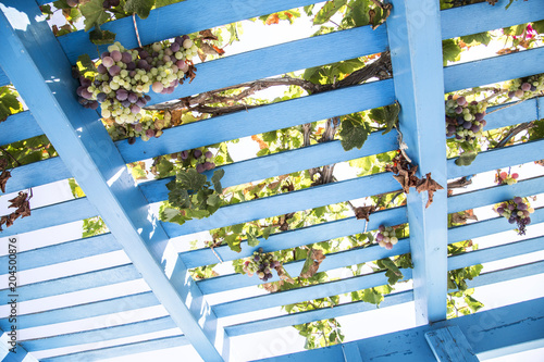 looking up at blue painted wooden pergola lattice with vines and grapes