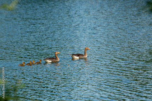 A goose family swims on a  lake with their gosslings following close by photo