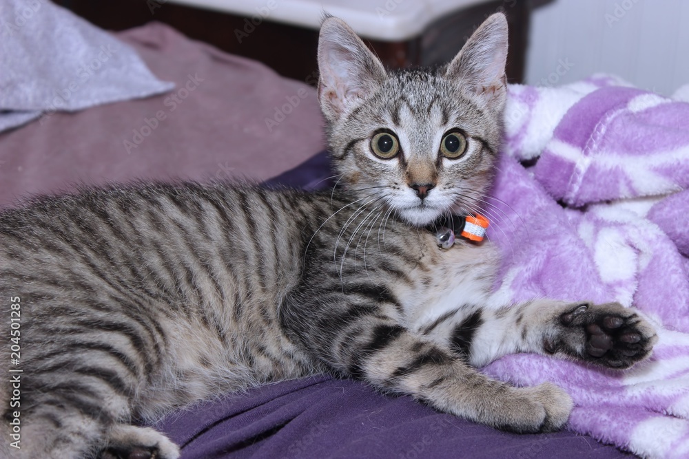 BROWN TABBY KITTEN