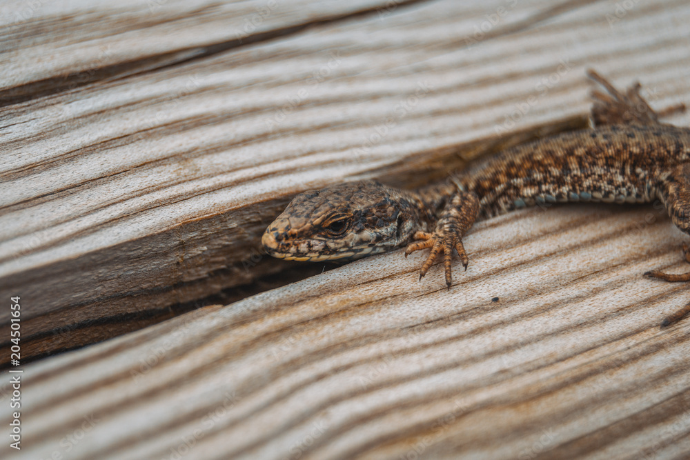 brown lizard in the field on top of a wooden trunk looking at camera brown lizard in the field on top of a wooden trunk looking at camera