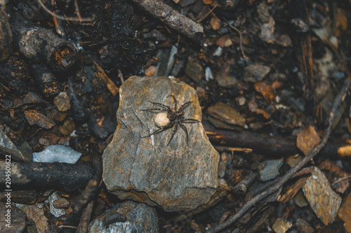 brown spider with egg sack on the ground of a forest, on top of a stone photo