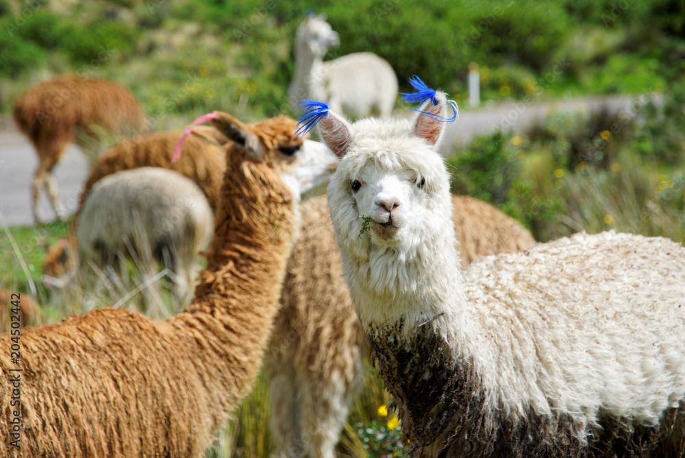 Llamas in the Arequipa Region Peru Farm Animals