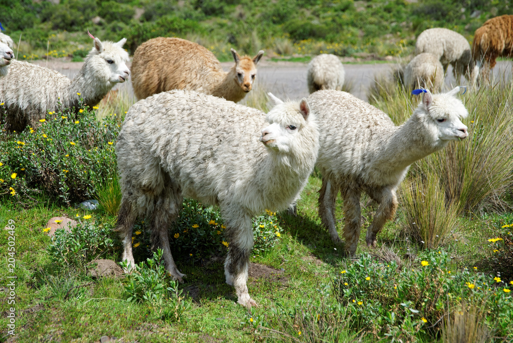 Fototapeta premium Llamas in the Arequipa Region Peru Farm Animals