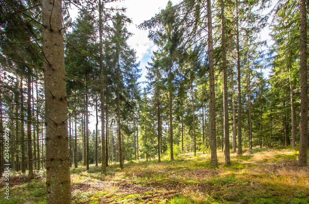 Obraz premium Sun rays in the pine forest