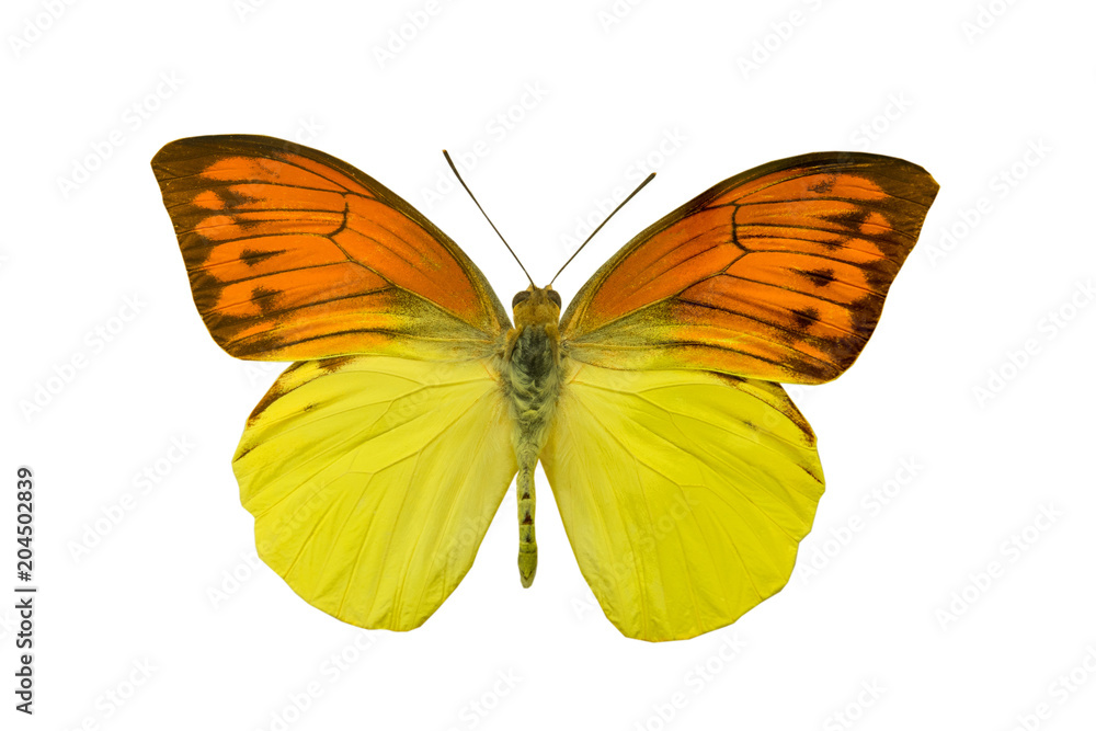Fototapeta premium motyl Hebomoia leucippe