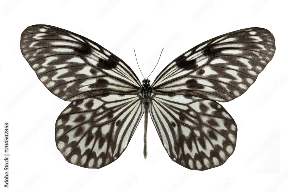 Fototapeta premium butterfly Idea leuconoe