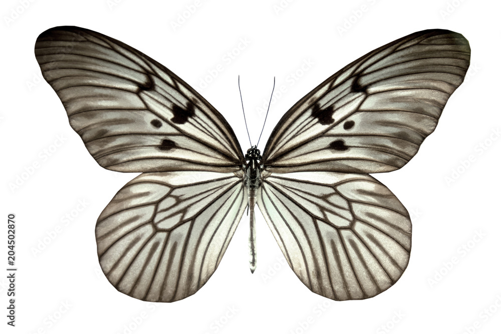butterfly idea blanchardii togiana isolated on white background (indonésie). butterfly idea blanchardii togiana isolated on white background (indonésie).