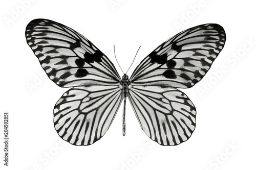 butterfly Idea durvillei