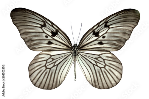 butterfly idea blanchardii togiana isolated on white background (indonésie).