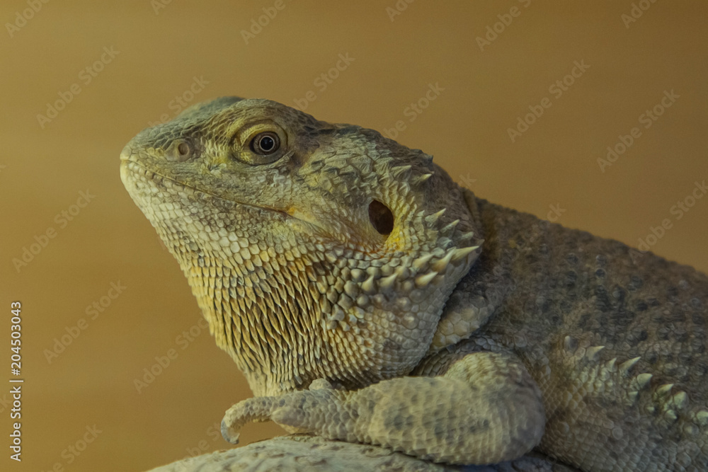 closeup photo of a Bearded Dragon basking under a heat lamp