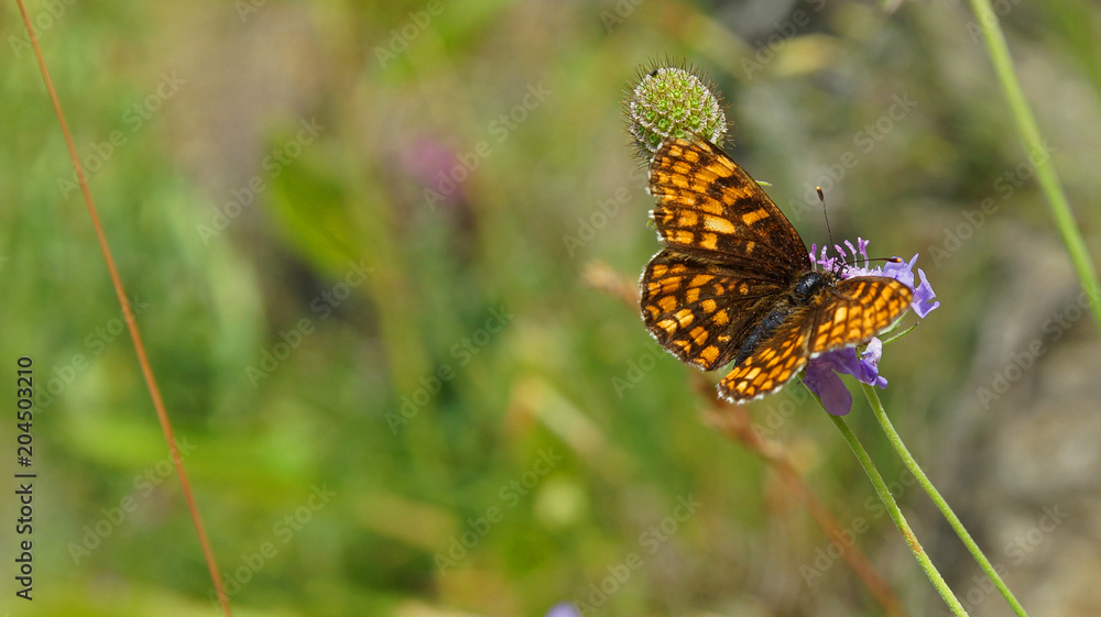 Sumpfwiesen Perlmuttfalter - Schmetterling Sumpfwiesen Perlmuttfalter - Schmetterling