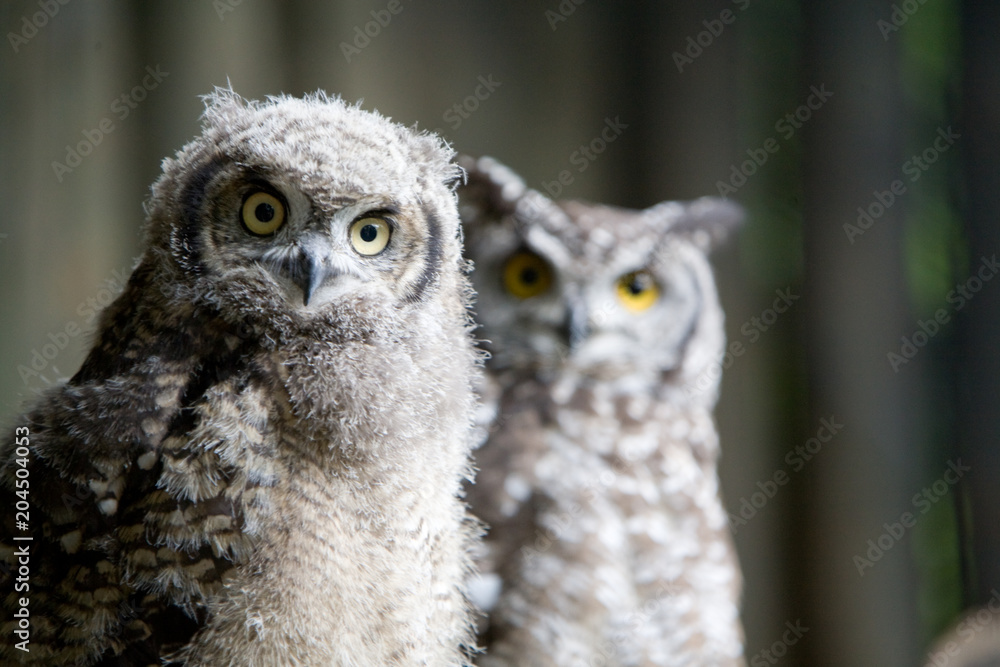 Fototapeta premium Bubo africanus - Gufo africano