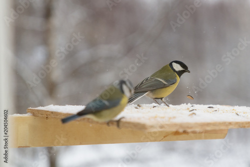 Tit bird on the bird feeder in winter