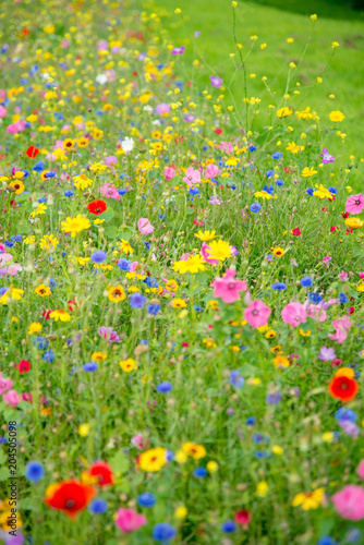 Fototapeta Naklejka Na Ścianę i Meble -  Wild Flower Meadow in Wales